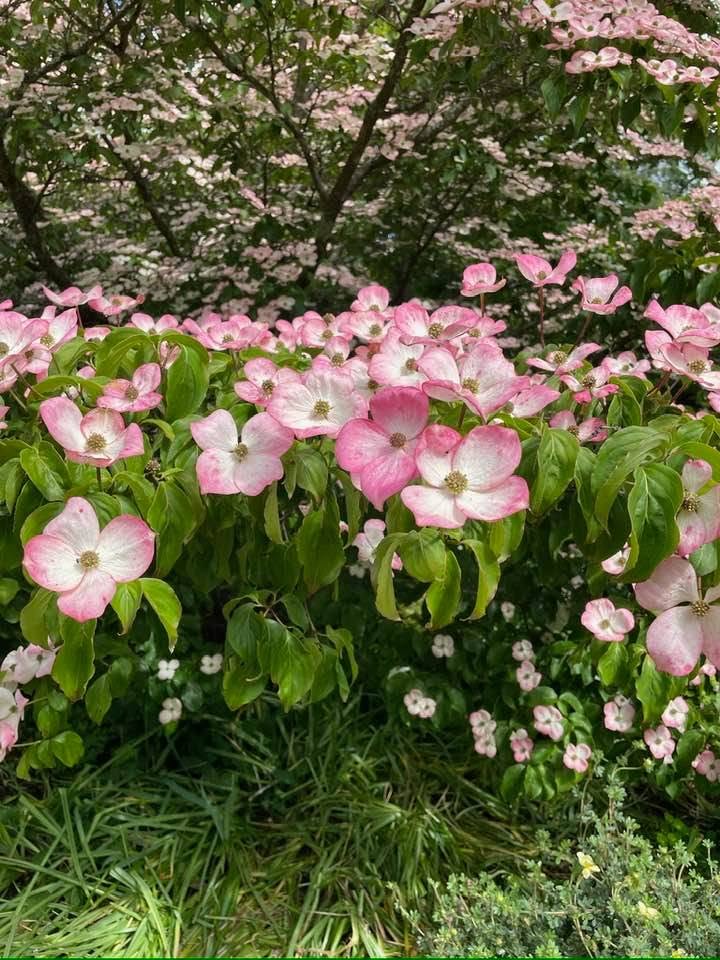 Nymans garden